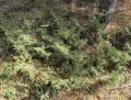Juniperus communis