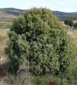 Juniperus oxycedrus