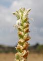 Justicia schimperiana