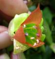 Kalanchoe pinnata