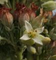 Kalanchoe thyrsiflora
