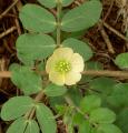 Kallstroemia pubescens