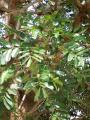 Khaya senegalensis