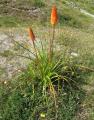 Kniphofia linearifolia