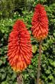 Kniphofia uvaria