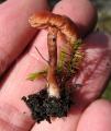 Laccaria laccata