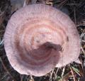 Lactarius torminosus