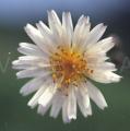 Lactuca indica