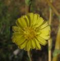 Lactuca serriola
