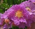 Lagerstroemia speciosa