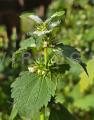 Lamium moschatum