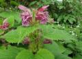 Lamium orvala
