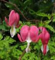 Lamprocapnos spectabilis