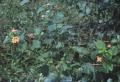 Lantana camara