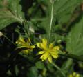 Lapsana communis