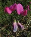 Lathyrus sylvestris