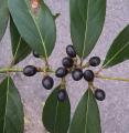 Laurus nobilis