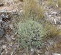 Lavandula lanata