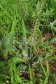 Ledebouria revoluta