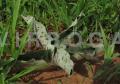 Ledebouria revoluta