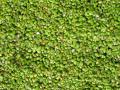 Lemna minor