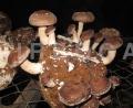 Lentinula edodes