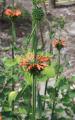 Leonotis leonurus