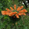 Leonotis ocymifolia