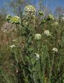 Lepidium heterophyllum