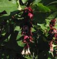 Leycesteria formosa