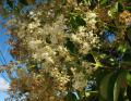 Ligustrum lucidum