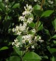 Ligustrum ovalifolium