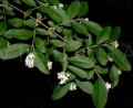 Ligustrum vulgare