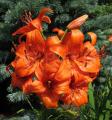 Lilium lancifolium