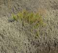 Limbarda crithmoides
