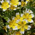 Limnanthes douglasii
