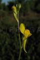 Linaria caesia