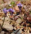 Linaria diffusa