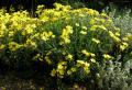 Linum flavum