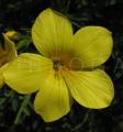 Linum flavum