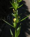 Linum strictum