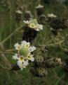 Lippia chevalieri