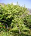 Liquidambar orientalis