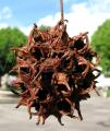 Liquidambar styraciflua