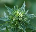 Lithospermum officinale