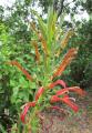 Lobelia excelsa