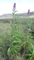 Lobelia organensis