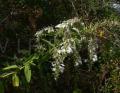 Lobelia seguinii