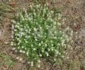 Lobularia maritima