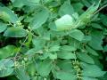 Lonicera morrowii
